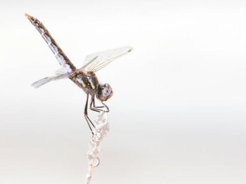 Réf. 220 077 : Sympetrum corruptum