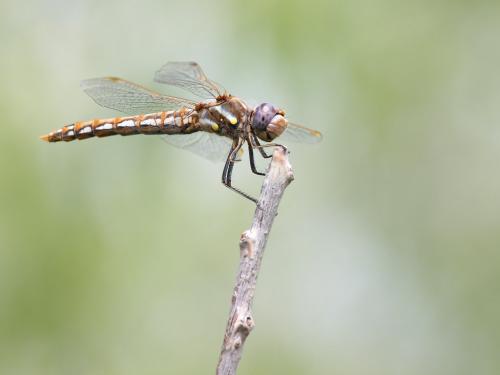 Réf. 220 076 : Sympetrum corruptum