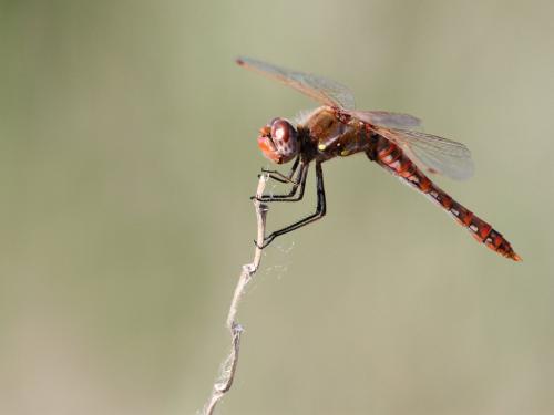 Réf. 220 075 : Sympetrum corruptum