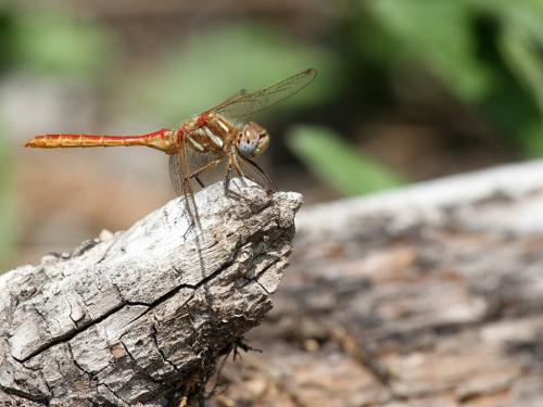 Réf. 220 073 : Sympetrum pallipes