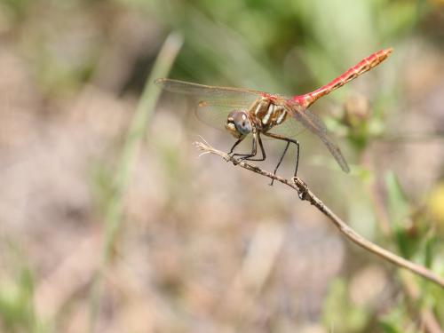 Réf. 220 074 : Sympetrum pallipes
