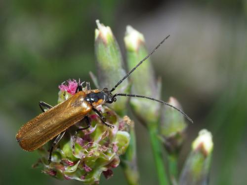 Rhagonycha sp.