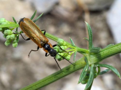 Rhagonycha sp.