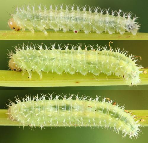 Claremontia tenuicornis
