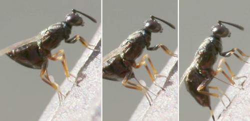 Réf. 220 799 : Eupelmus confusus