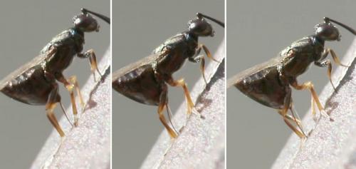Eupelmus confusus