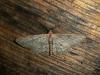 220836 – Photo : Andre Astric – France (68)