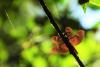 220896 – Photo : Bastien Moisan – Guyane française