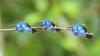 220679 – Photo : Bastien Moisan – Guyane française