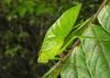 220688 – Photo : Bastien Moisan – Guyane française