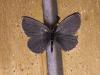 220989 – Photo : Limenitis78 – France (04)