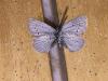 220990 – Photo : Limenitis78 – France (04)
