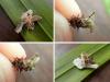 220864 – Photo : Didier Levasseur – Thaïlande