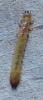 220805 – Photo : ORCHALLAN – France (44)