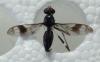 220979 – Photo : Bernard Perthuis – Guyane française