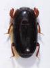Paromalus parallelepipedus