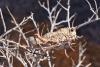 220240 – Photo : Pierre-Yves Vaucher – Namibie