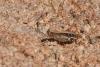 220239 – Photo : Pierre-Yves Vaucher – Namibie