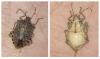 220850 – Photo : Arthropa - Benoit Martha – France (71)