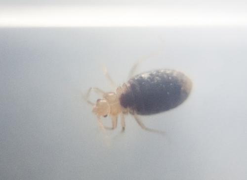 Cimex lectularius