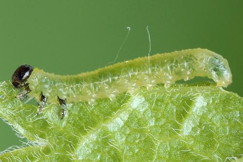 Pristiphora appendiculata