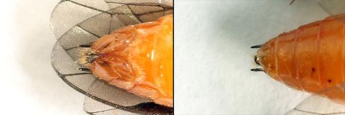 Réf. 221 309 : Nematus umbratus