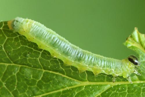 Réf. 221 205 : Pristiphora appendiculata