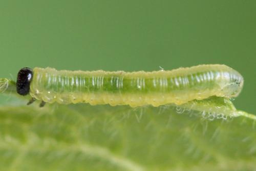 Réf. 221 199 : Pristiphora appendiculata