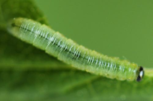 Pristiphora appendiculata