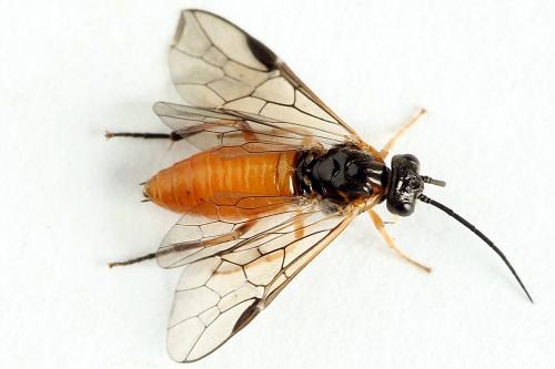 Réf. 221 308 : Nematus umbratus