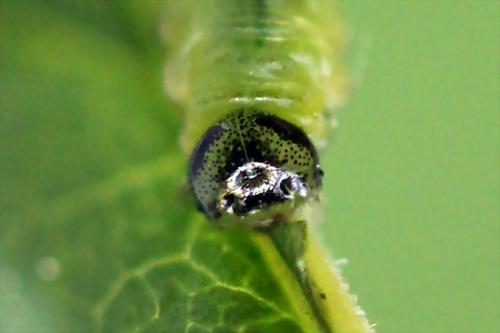 Réf. 221 207 : Pristiphora appendiculata