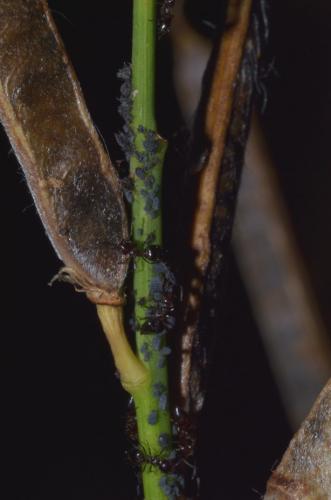 Crematogaster auberti