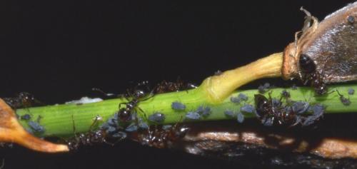 Crematogaster auberti