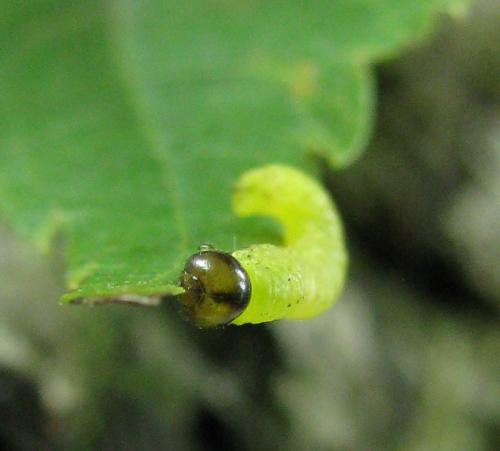 Réf. 221 228 : Pristiphora leucopus