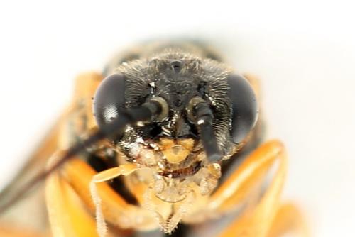 Réf. 221 306 : Nematus umbratus