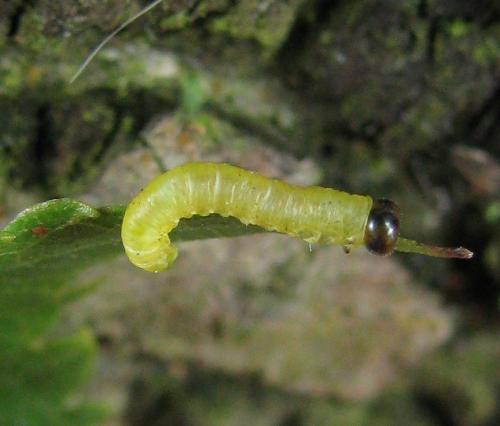 Réf. 221 229 : Pristiphora leucopus