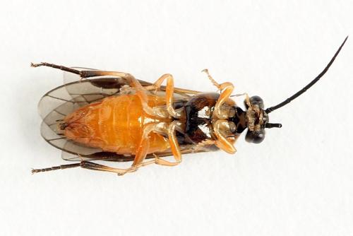 Réf. 221 305 : Nematus umbratus