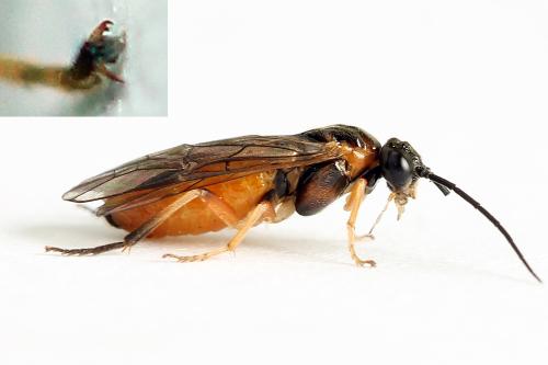 Réf. 221 304 : Nematus umbratus