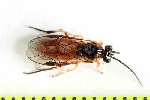 Réf. 221 303 : Nematus umbratus