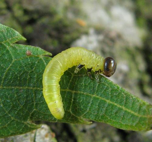 Réf. 221 230 : Pristiphora leucopus