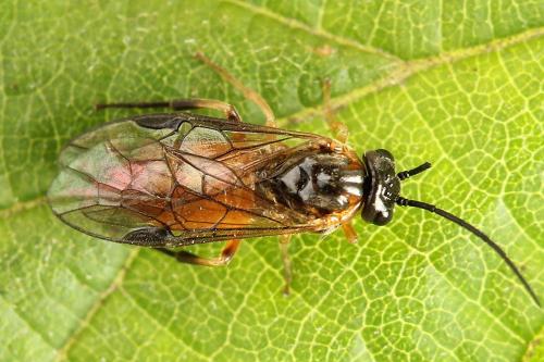 Réf. 221 302 : Nematus umbratus