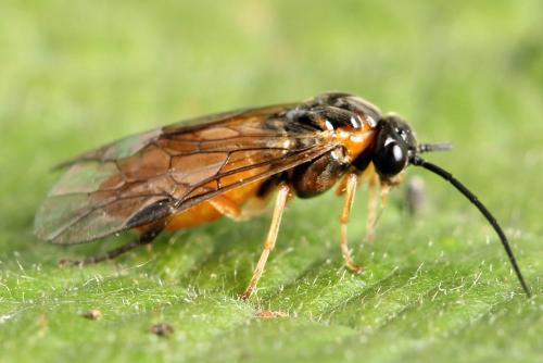 Réf. 221 301 : Nematus umbratus