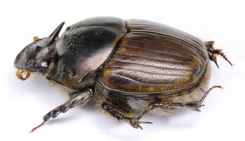 Digitonthophagus bonasus