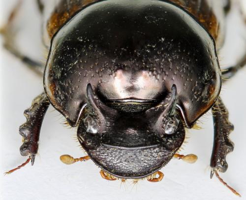 Digitonthophagus bonasus