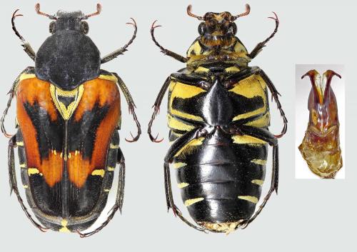Taeniodera coomani
