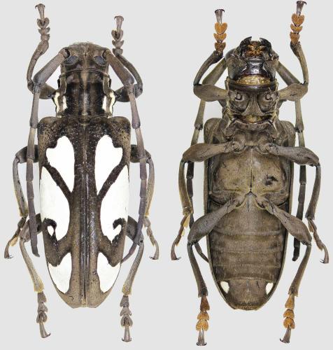 Calothyrza margaritifera