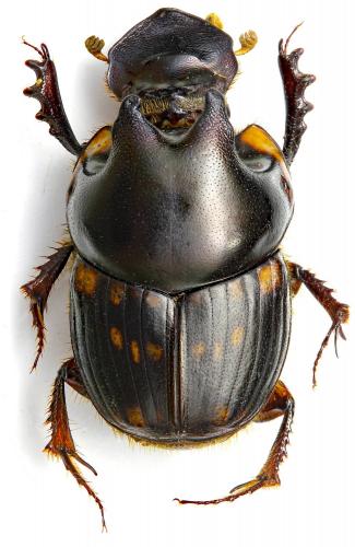 Réf. 221 357 : Onthophagus seniculus