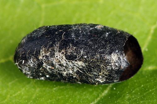 Réf. 221 300 : Nematus umbratus