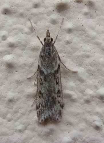Réf. 221 038 : Eudonia angustea