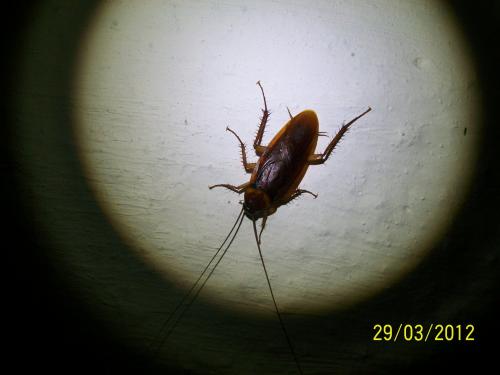 Réf. 221 477 : Periplaneta americana